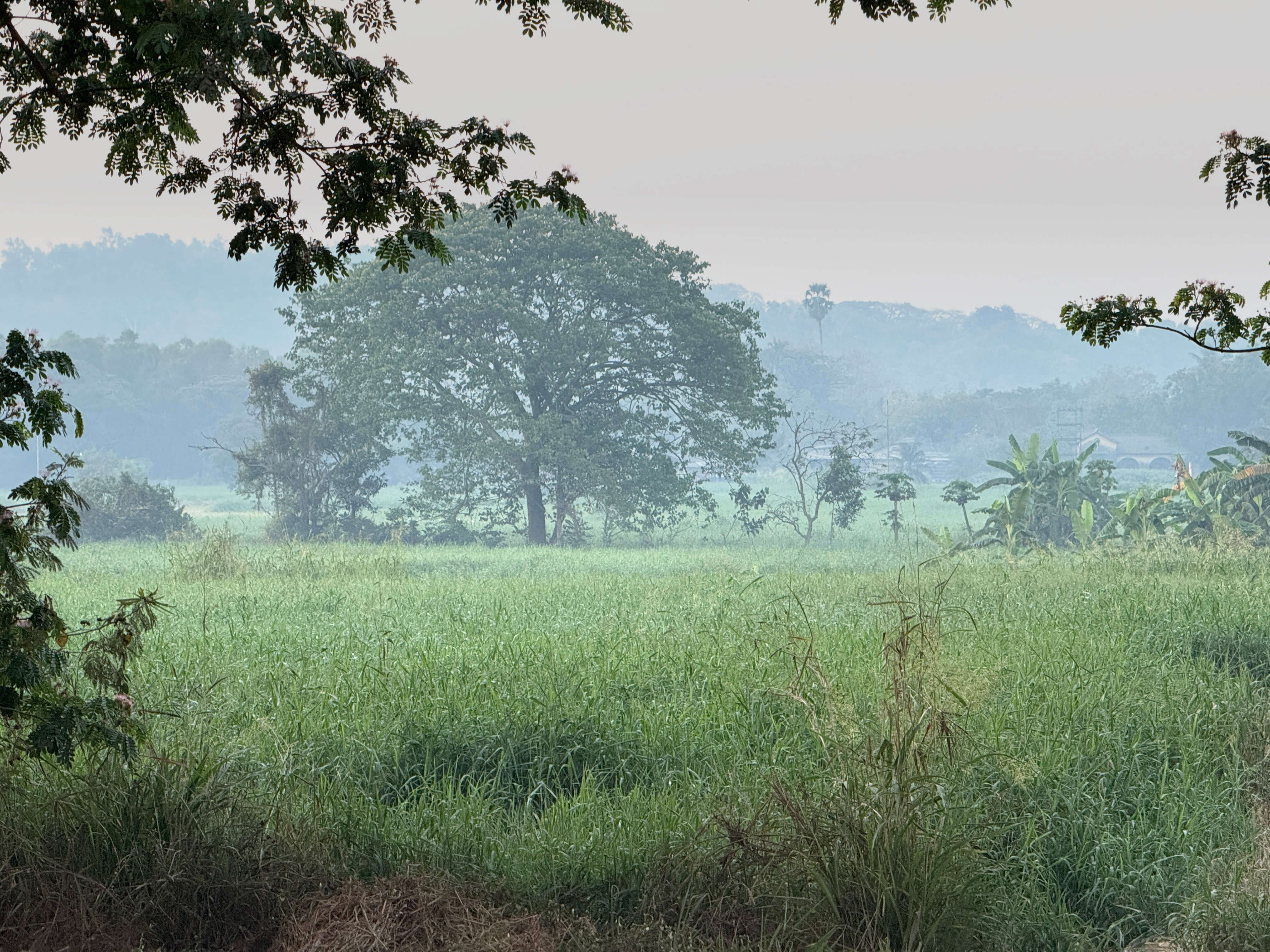 Mumbai Forest
